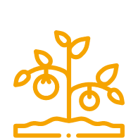 Growing tree icon